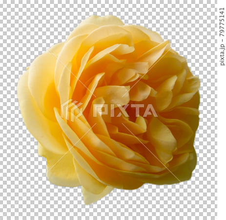 バラの花(黄色、透明背景) バラの花(黄色、透明背景) 79775141