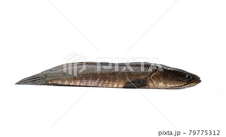 Simple Striped Snake-Head Fish on white background 79775312