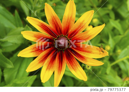 Blooming beautiful flower rudbeckia hairy in garden 79775377