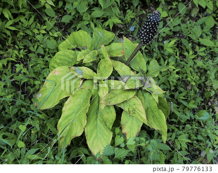 神奈川県 マムシグサ	 79776133