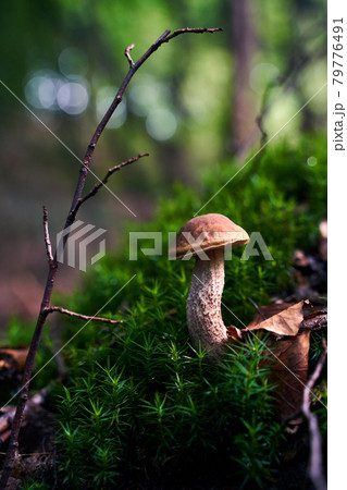 Birch bolete mushroom or leccinum scabrum growing in a forest moss Birch bolete mushroom or leccinum scabrum growing in a forest moss 79776491