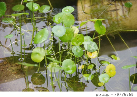 ウォーターマッシュルームの写真素材 ウォーターマッシュルームの写真素材