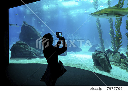 the aquarium in Lisbon the aquarium in Lisbon 79777044