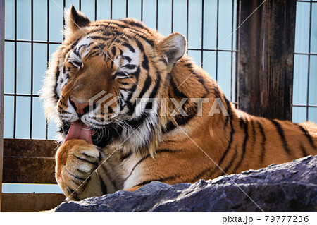 リラックスしたアムールタイガー 広島県福山市立動物園の写真素材