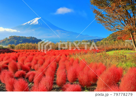 【山梨県】紅葉コキアと富士山(河口湖大石公園) 【山梨県】紅葉コキアと富士山(河口湖大石公園) 79778279