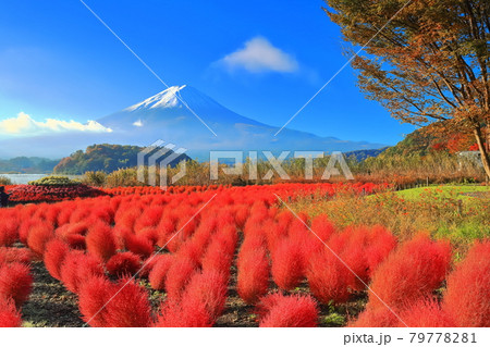 【山梨県】紅葉コキアと富士山（河口湖大石公園） 79778281