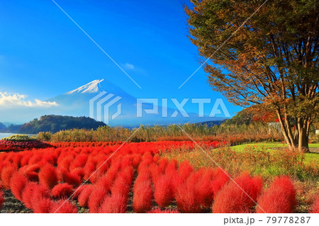 【山梨県】紅葉コキアと富士山(河口湖大石公園) 【山梨県】紅葉コキアと富士山(河口湖大石公園) 79778287