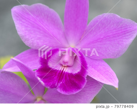 洋ラン　デンドロビウム 79778409