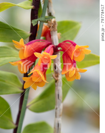 デンドロビウム 79778417