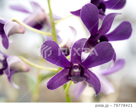 デンドロビウム 79778421