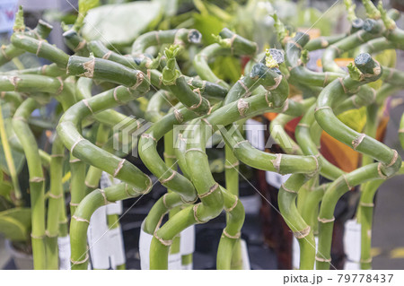 bamboo shoots on the shelves of stores bamboo shoots on the shelves of stores 79778437