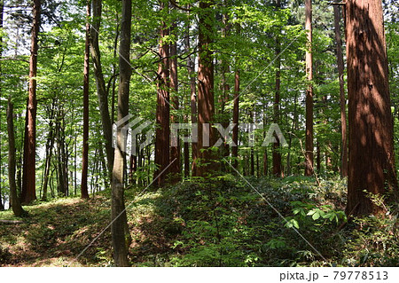 スギ林 山形県の山林 79778513