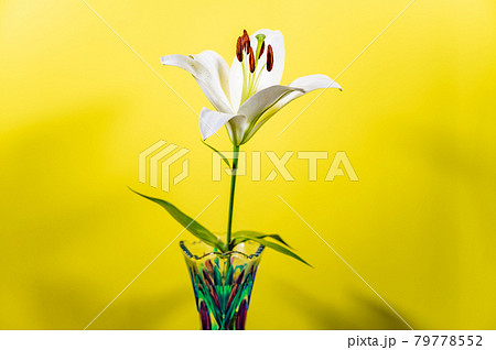 ユリの女王カサブランカ黄色バック ユリの女王カサブランカ黄色バック 79778552