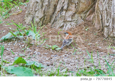 春の公園の餌場に飛んできたニュウナイスズメ 79778845