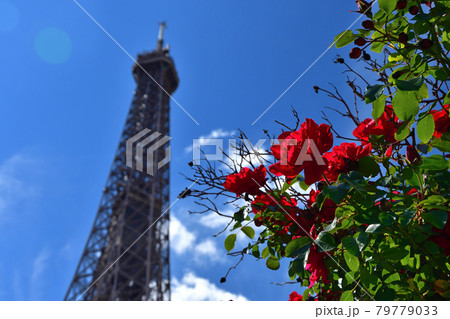 フランス・パリ、薔薇とエッフェル塔、2021年5月29日撮影 フランス・パリ、薔薇とエッフェル塔、2021年5月29日撮影 79779033