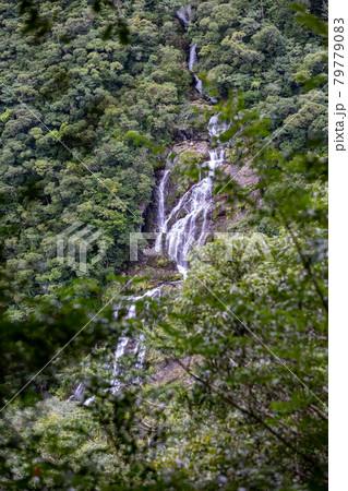奄美大島 タンギョの滝 奄美大島 タンギョの滝 79779083