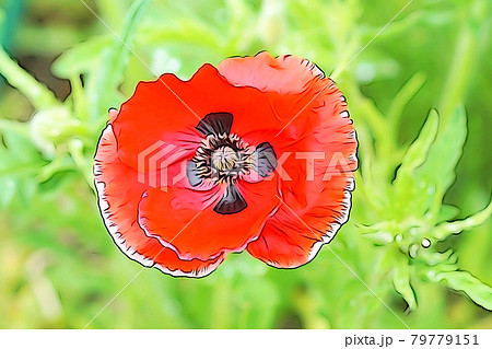 パステル調 満開のポピー イラストイメージのイラスト素材