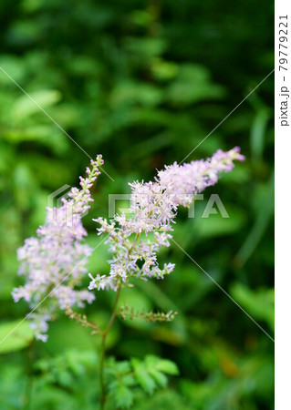 1959　チダケサシ 79779221