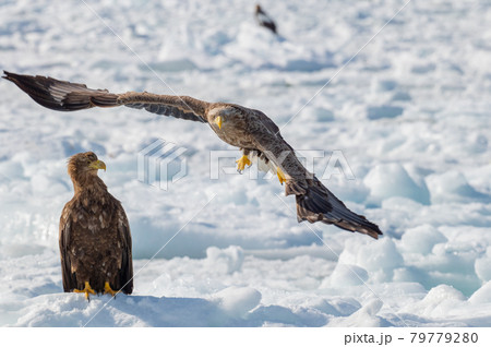 知床　冬 79779280