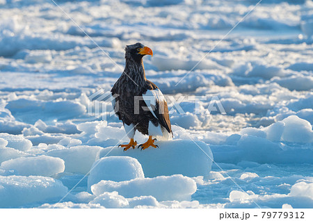 知床　冬 79779312