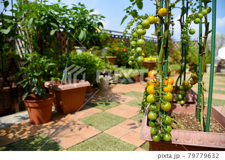プランタ屋上菜園 プランターで野菜づくり すずなりのミニトマトの写真素材