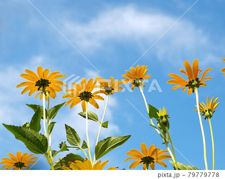 青空とルドベキアの花 青空とルドベキアの花 79779778