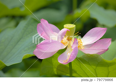 心清らかに咲き誇るハスの花 心清らかに咲き誇るハスの花 79779866