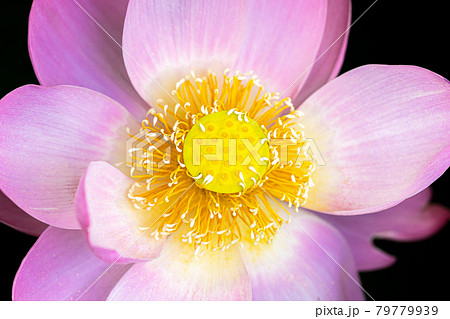 心清らかに咲き誇るハスの花 79779939
