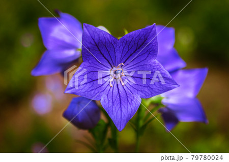 マクロ撮影したキキョウの花 79780024