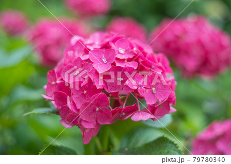紫陽花 紫陽花 79780340