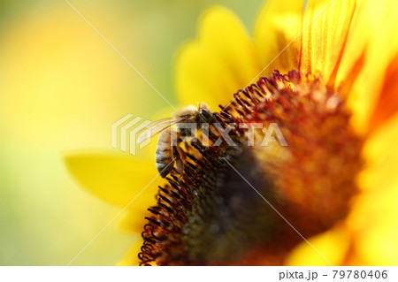 ミツバチ 79780406