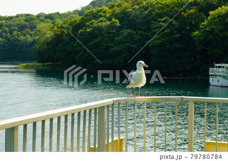 Seagull Seagull 79780784