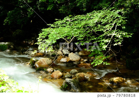 岡山県・泉源渓谷の清流・初夏 79780818