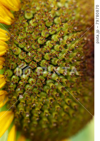 ひまわりの中心の菅状花 ひまわりの中心の菅状花 79780870