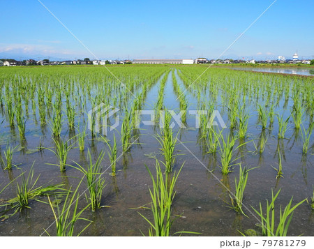 田舎の田んぼ 田舎の田んぼ 79781279