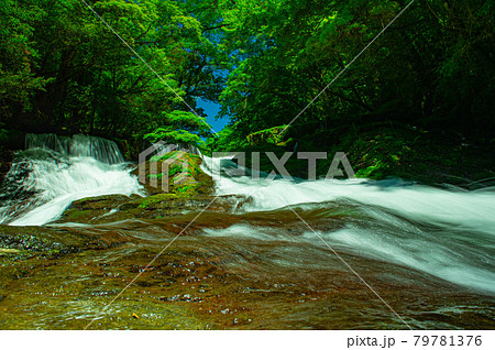 新緑美しく心和ませてくれる菊池渓のせせらぎ 79781376