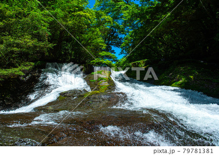 新緑美しく心和ませてくれる菊池渓のせせらぎ 79781381