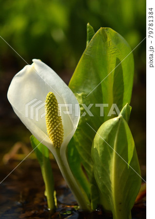 ミズバショウ咲く 79781384