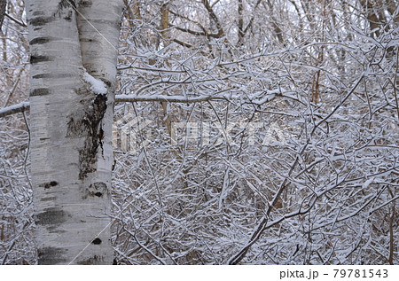 名残雪 名残雪 79781543