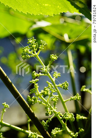 楤木(たらのき)の蕾 79781624