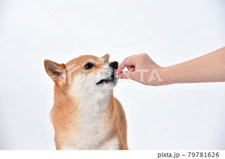 飼い主からおやつ、ご飯をもらう柴犬（豆柴） 79781626