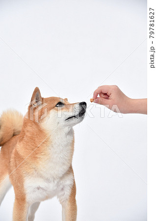 飼い主からおやつ、ご飯をもらう柴犬（豆柴） 79781627