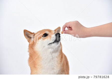 飼い主からおやつ、ご飯をもらう柴犬（豆柴） 79781628