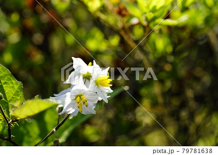 悪茄子 (わるなすび) 悪茄子 (わるなすび) 79781638