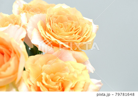 白色のバックにオレンジ色のバラの花束の写真素材