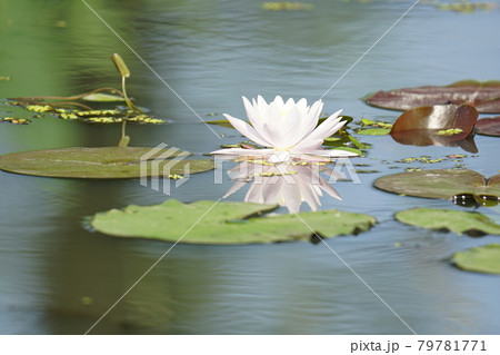 万 池 蓮 79781771