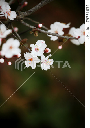ベニバスモモの花 ベニバスモモの花 79781835