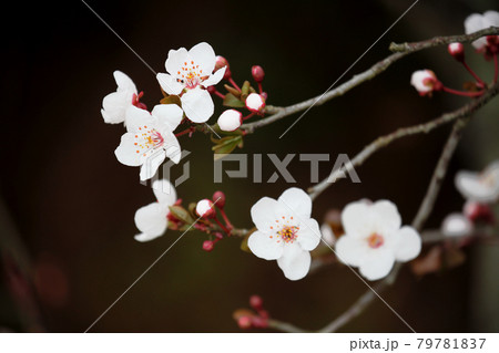 ベニバスモモの花 ベニバスモモの花 79781837