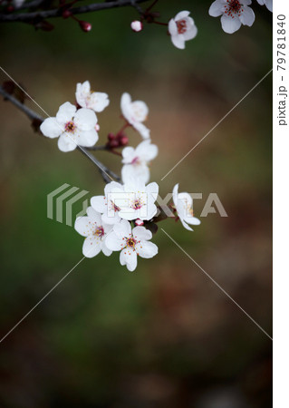 ベニバスモモの花 79781840