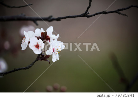 ベニバスモモの花 79781841